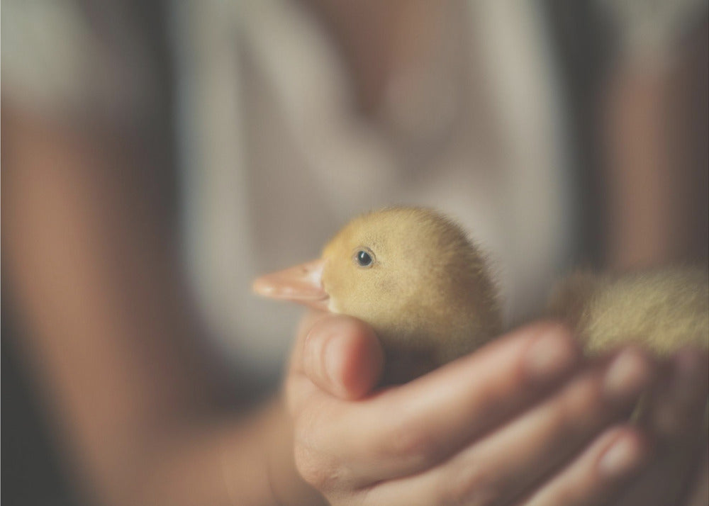 Plakat - Save the Duck - Admen.dk