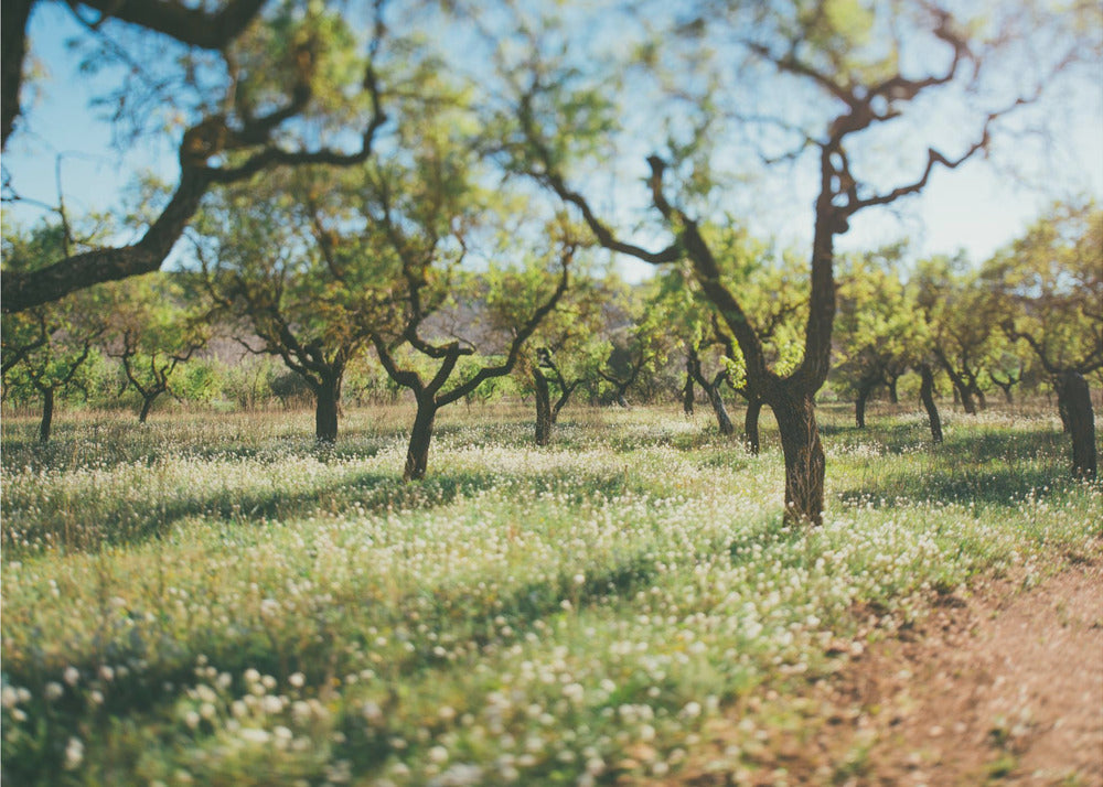 Plakat - Apple Trees 03 - Admen.dk