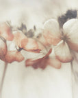 Plakat - Bloomed