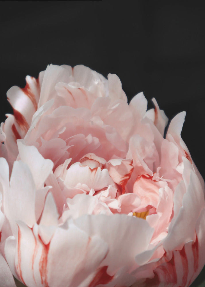 Poster - Blush peony VIII