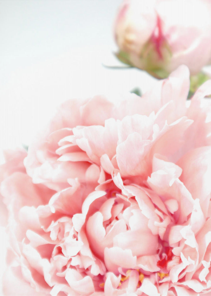 Poster - Blush peony IX