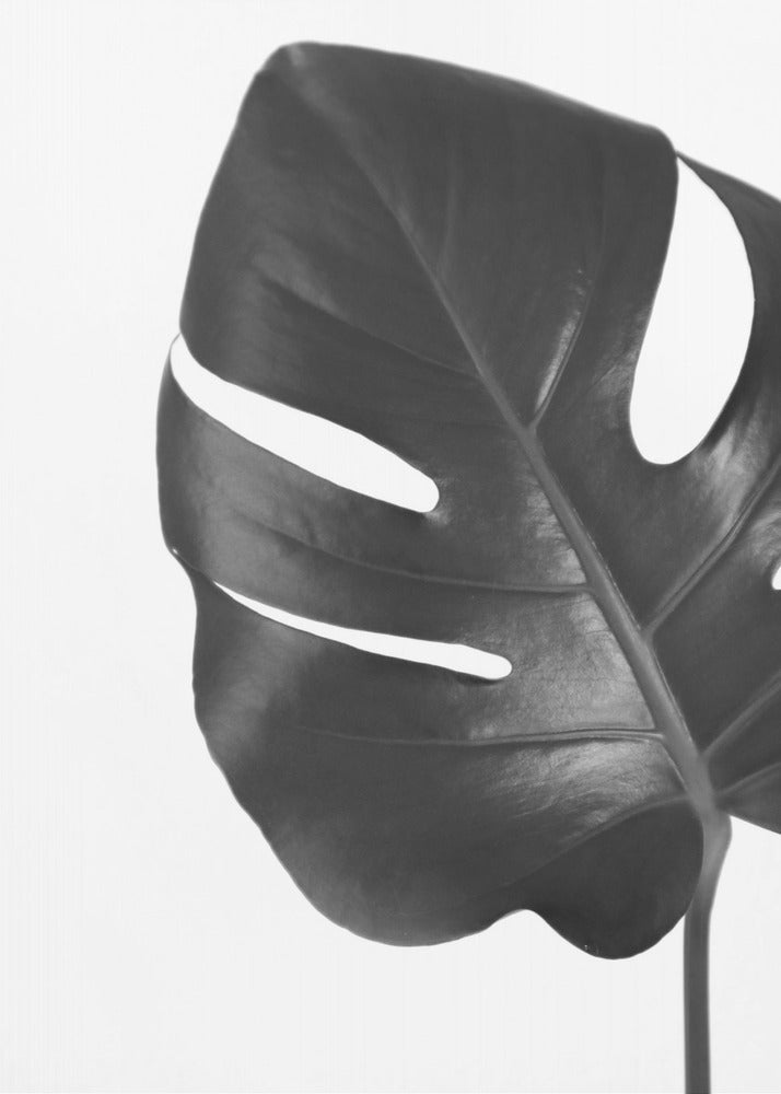 Poster - Gray monstera leaf