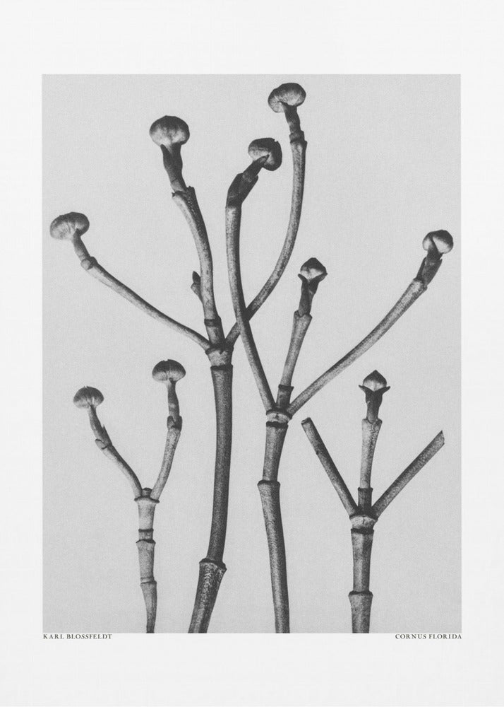 Poster - Cornus Florida