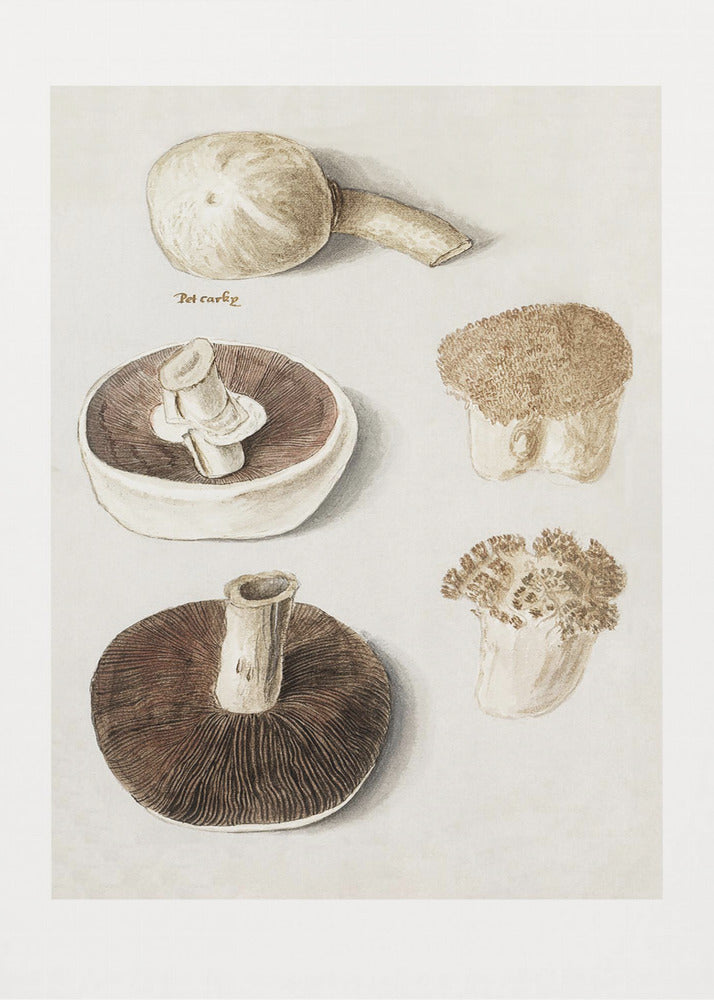 Poster - Common Meadow Mushroom, Agaricus Campestris Standing