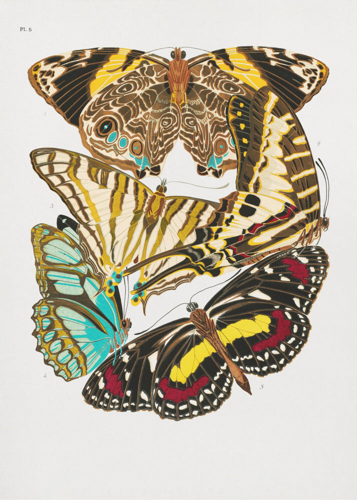 Poster - Butterflies 10