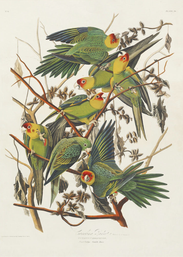 Plakat - Carolina Parrot From Birds of America (1827) - Admen.dk