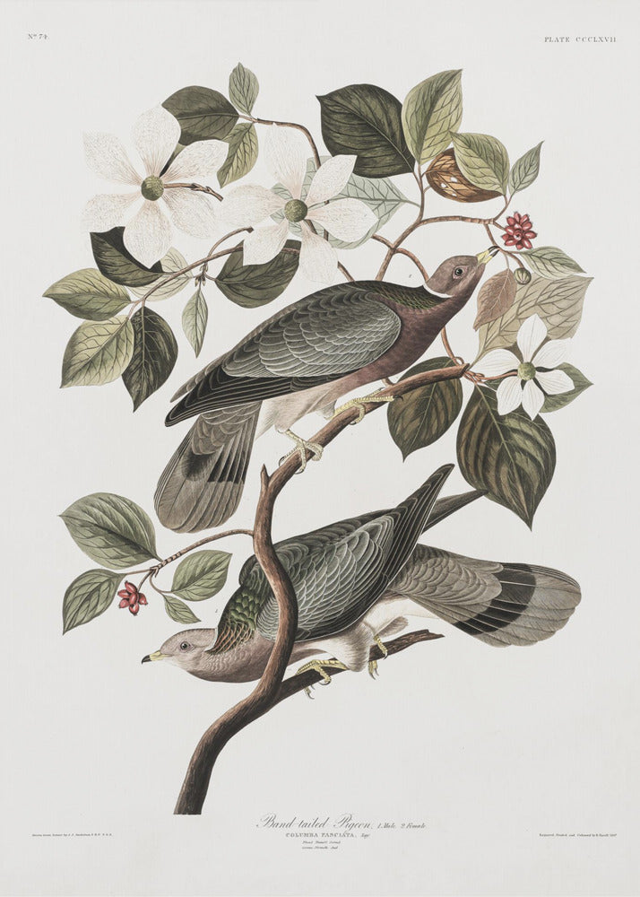 Poster - Brand Tailed Pigeon From Birds Of America (1827)
