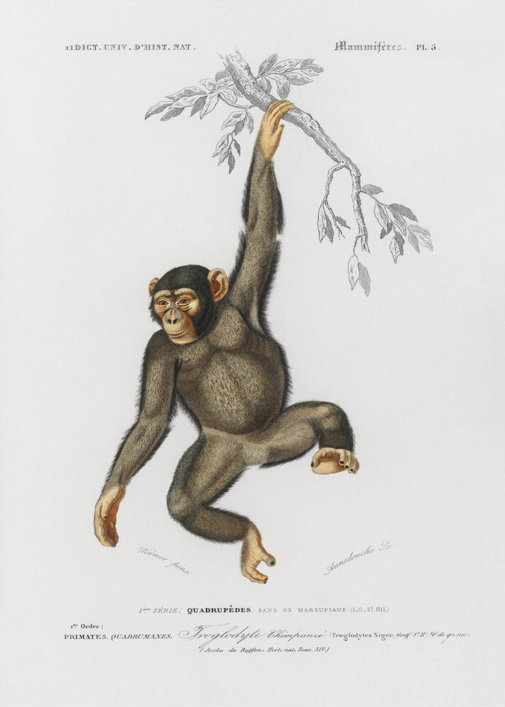 Plakat - Chimpangze - Admen.dk