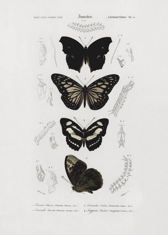 Poster - Collection of Butterflies 01