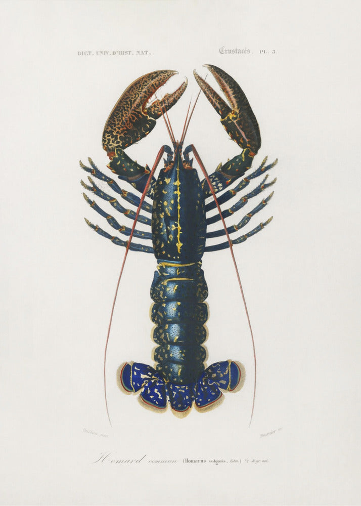 Poster - Crimson Crawfish
