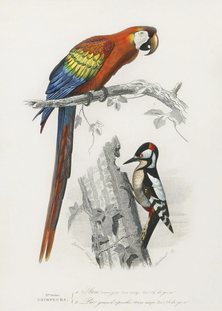 Poster - Birds II