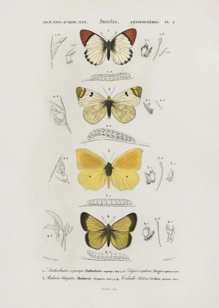 Plakat - Different Types of Butterflies - Admen.dk