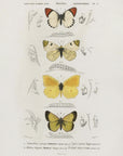 Plakat - Different Types of Butterflies - Admen.dk