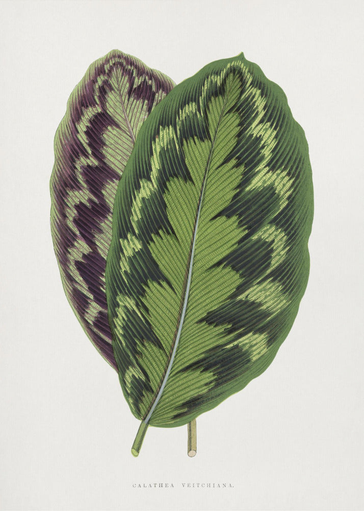 Plakat - Calathea Veitchiana leaf art - Admen.dk