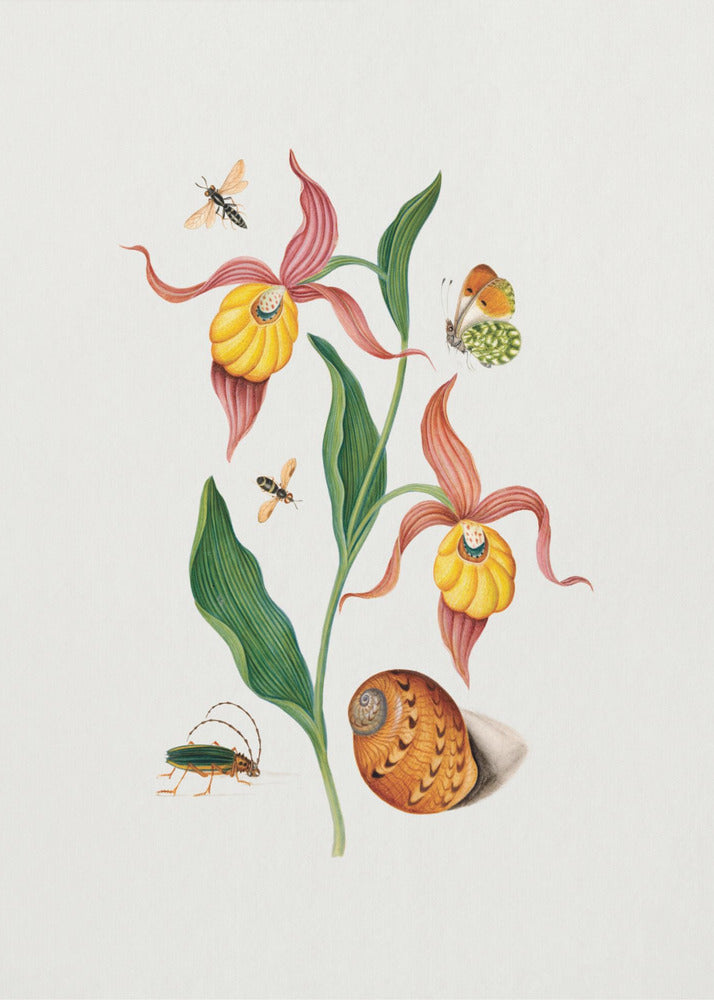 Poster - Lady&#39;s slipper orchid