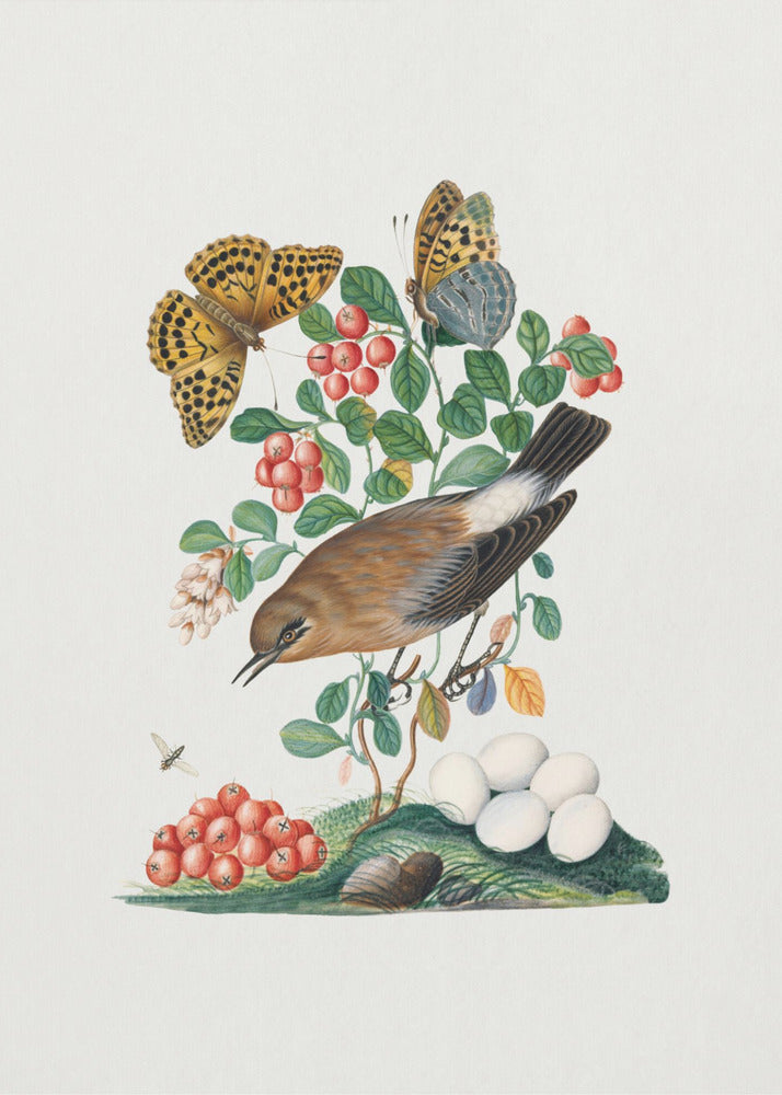 Poster - Northern Wheatear