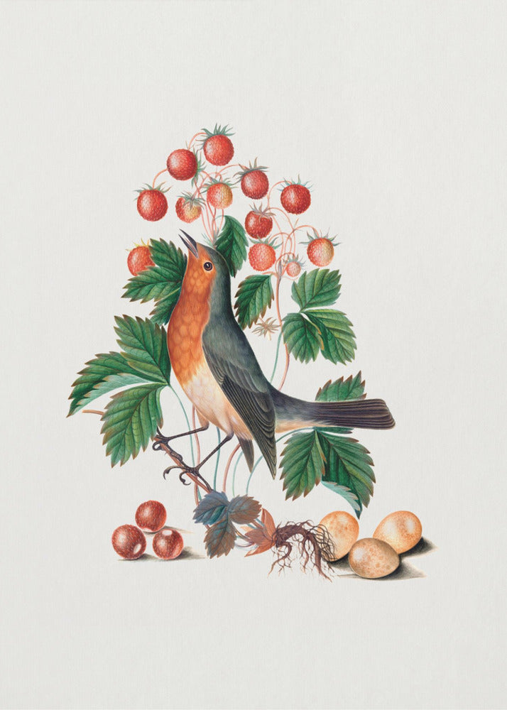 Plakat - European Robin and Wild Strawberry - Admen.dk
