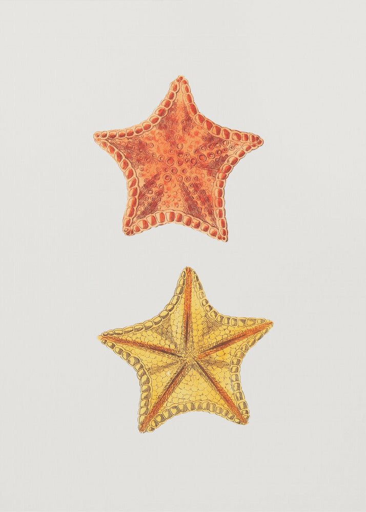 Plakat - Carved Asterias - Admen.dk