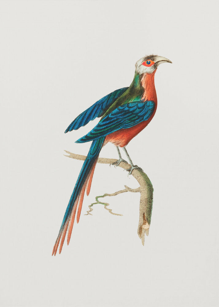 Plakat - Curve Billed Cuckoo - Admen.dk