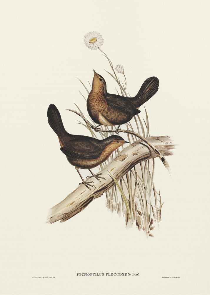 Poster - Downy Pycnoptilus