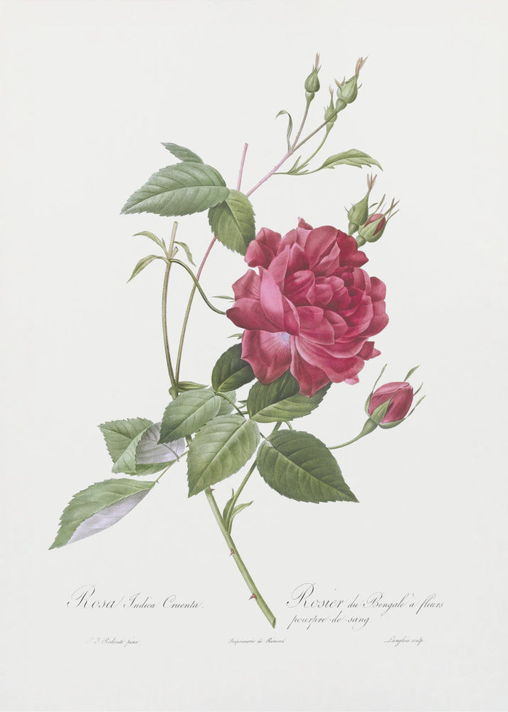 Plakat - Blood Red Bengal Rose, Les Roses (1817–1824) - Admen.dk