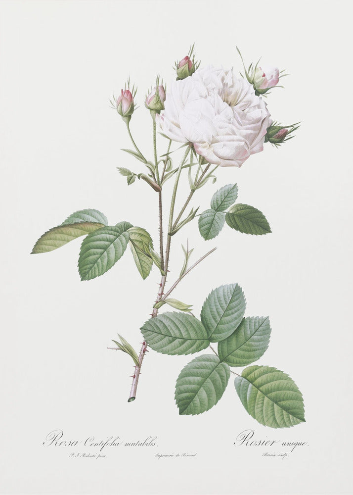 Plakat - Cabbage Rose White Provence, Les Roses (1817–1824) - Admen.dk