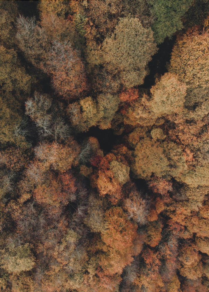 Plakat - Autumn Forest 14 - Admen.dk