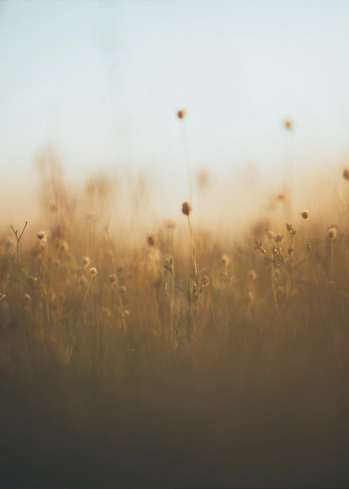 Plakat - Morning Grass Fileld 03 - Admen.dk