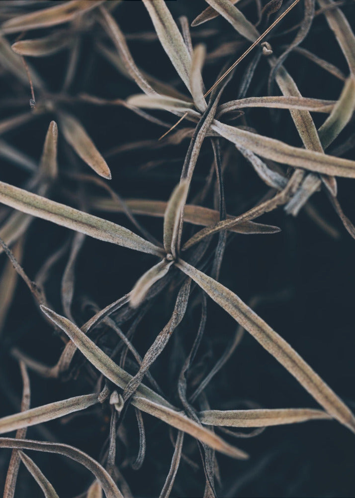 Plakat - Dried plants - Admen.dk