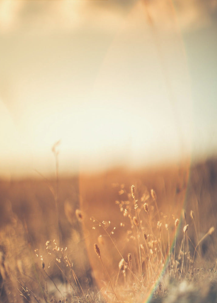 Plakat - Morning Grass Filelds 09 - Admen.dk