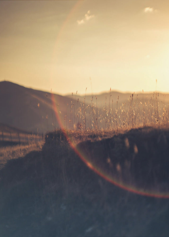 Plakat - Morning Grass Filelds 11 - Admen.dk