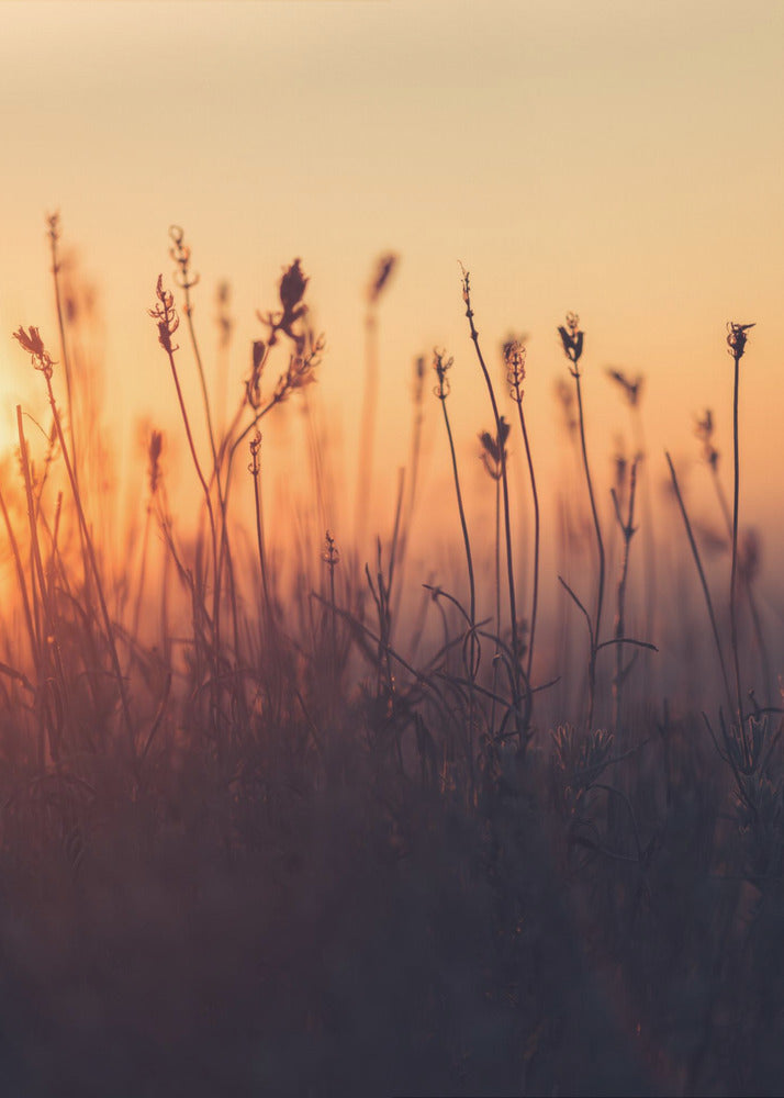 Plakat - Sunset Grass Filelds 06 - Admen.dk