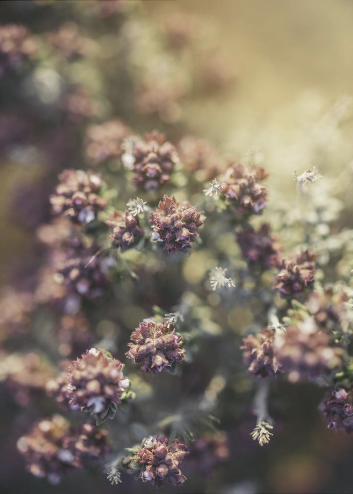Plakat - Plants and Flowers 05 - Admen.dk