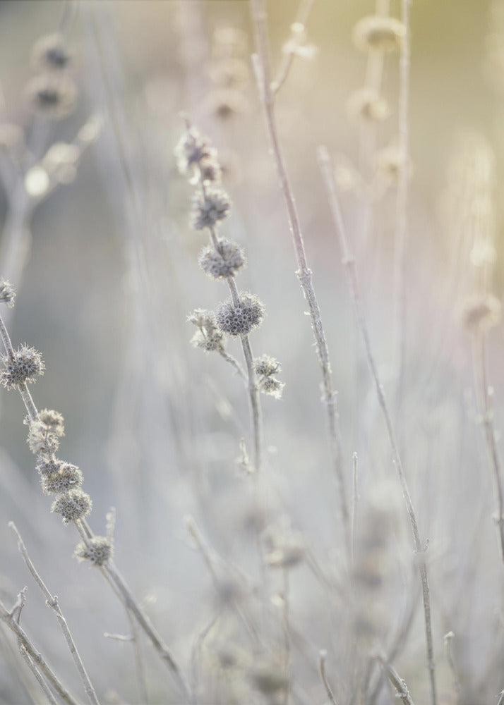 Plakat - Plants and Flowers 06 - Admen.dk