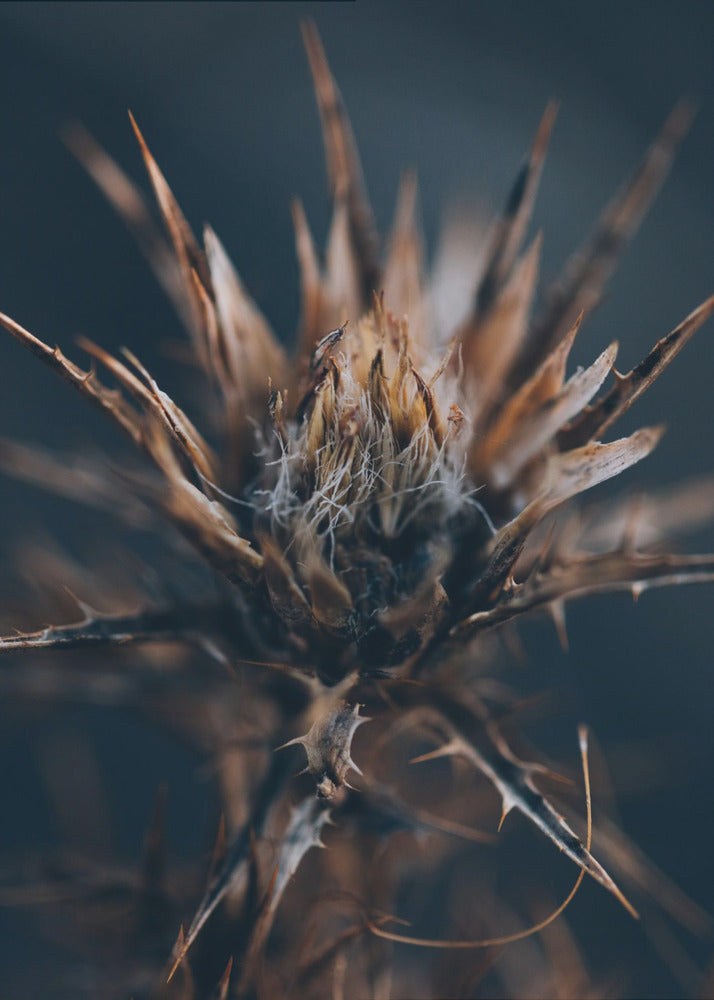 Plakat - Thistle 02 - Admen.dk