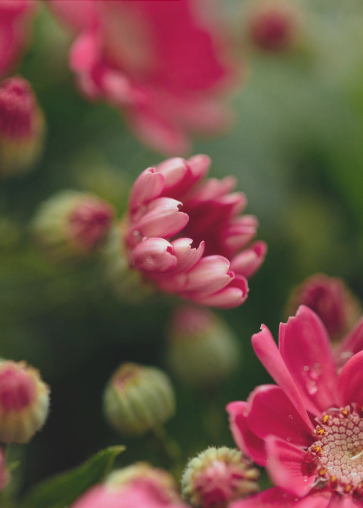 Plakat - Red Flowers 07 - Admen.dk