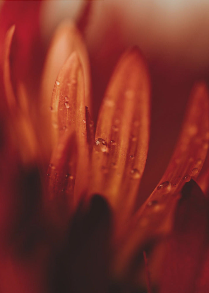 Plakat - Red Flowers 17 - Admen.dk