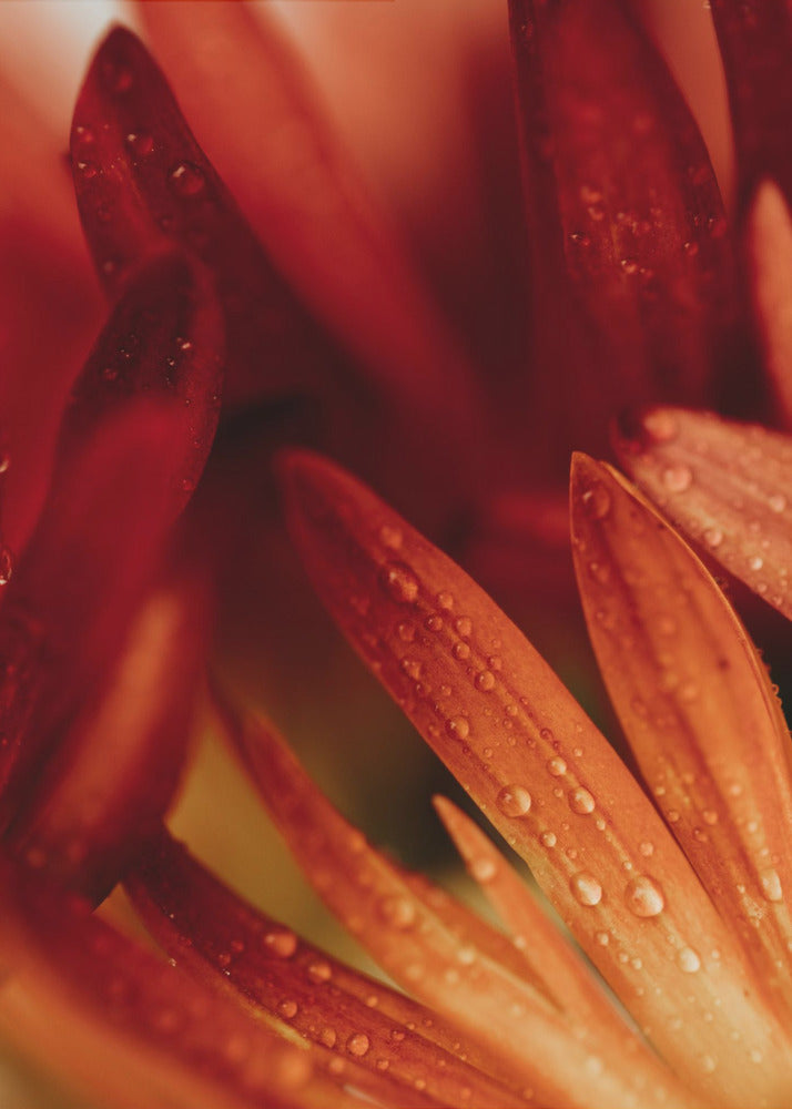 Plakat - Red Flowers 21 - Admen.dk