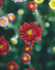 Plakat - Red Flowers 28 - Admen.dk