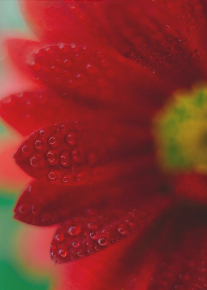 Plakat - Red Flowers 33 - Admen.dk