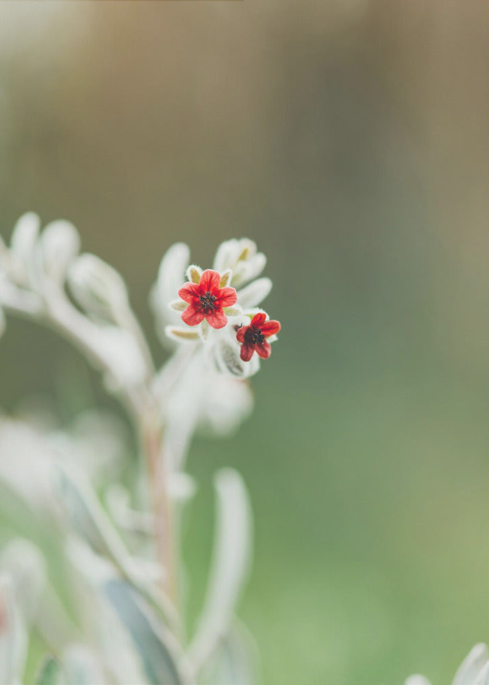 Plakat - Red Flowers 50 - Admen.dk