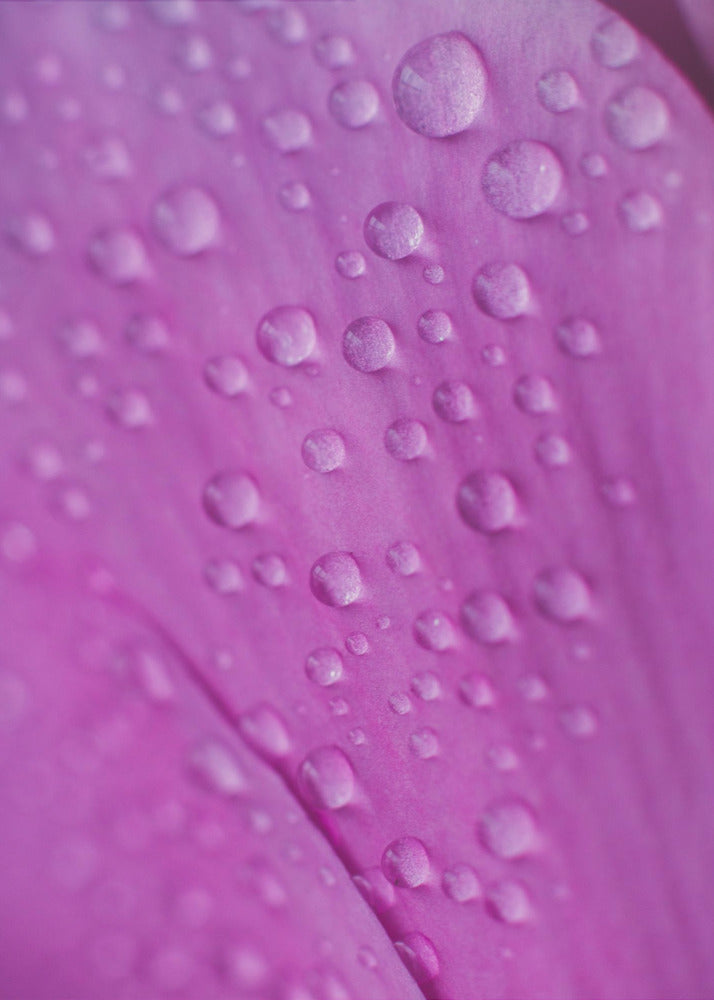 Plakat - Pink Flowers 34 - Admen.dk