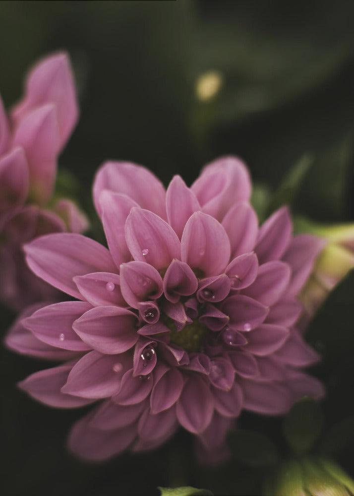 Plakat - Pink Flowers 40 - Admen.dk