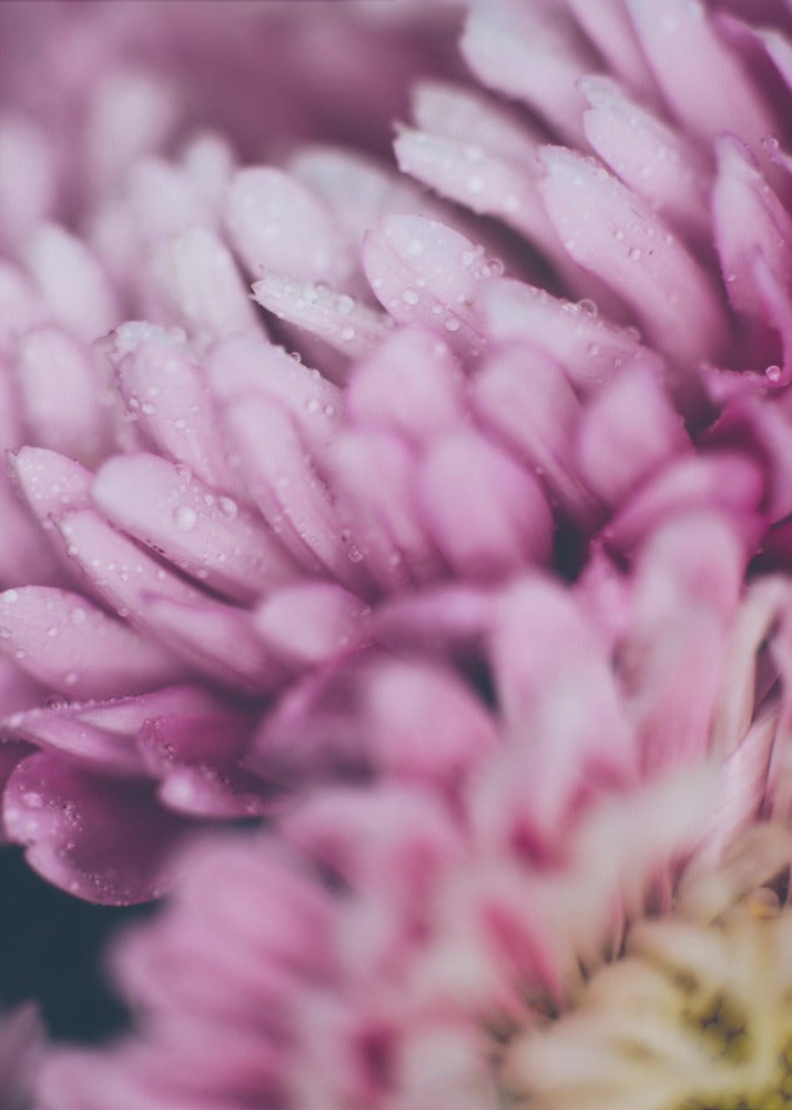 Plakat - Pink Flowers 43 - Admen.dk