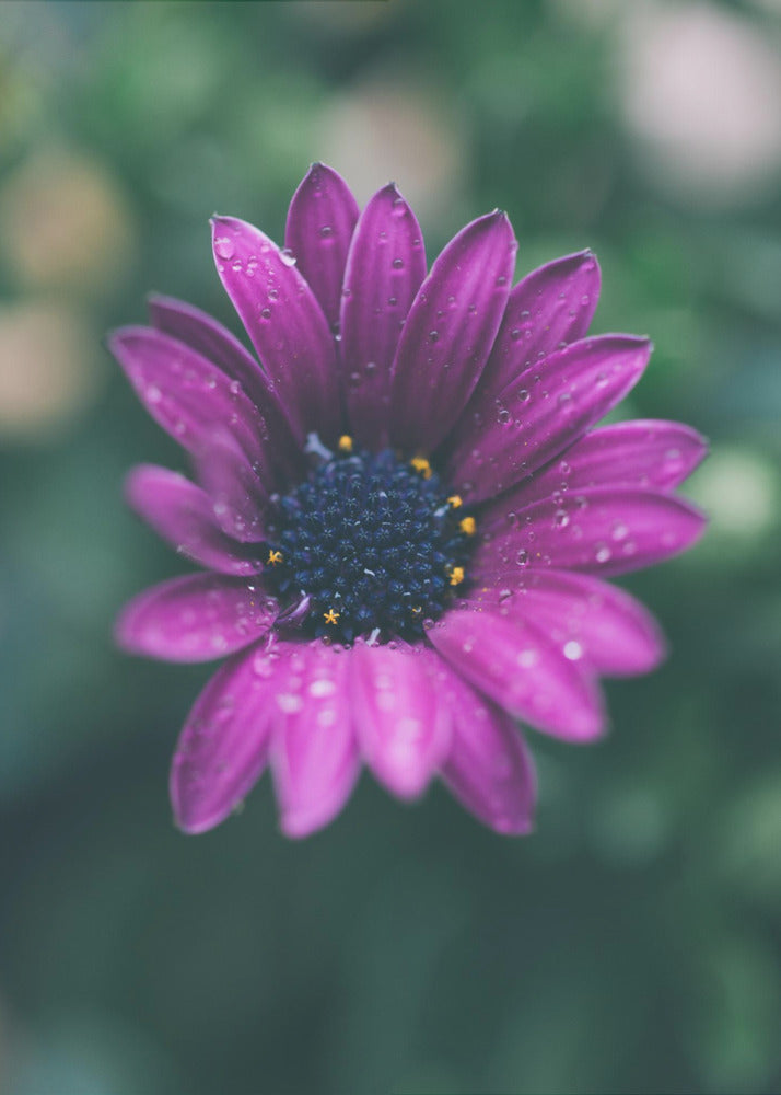 Poster - Purple Flowers 07