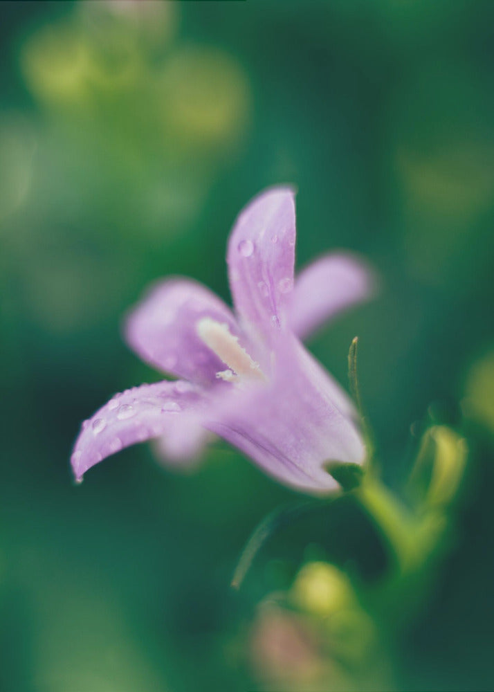 Plakat - Purple Flowers 12 - Admen.dk