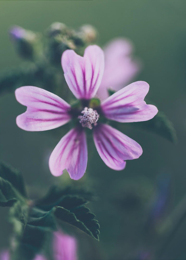 Plakat - Purple Flowers 13 - Admen.dk