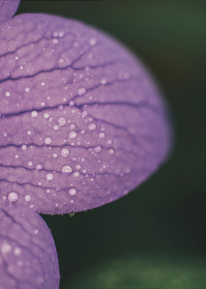 Plakat - Purple Flowers 19 - Admen.dk