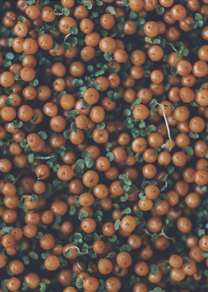 Plakat - Red Berries 02 - Admen.dk