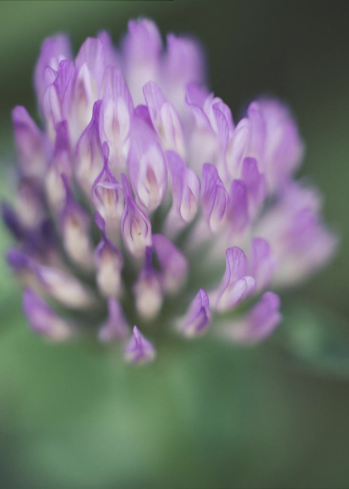 Plakat - Purple Flowers 01 - Admen.dk